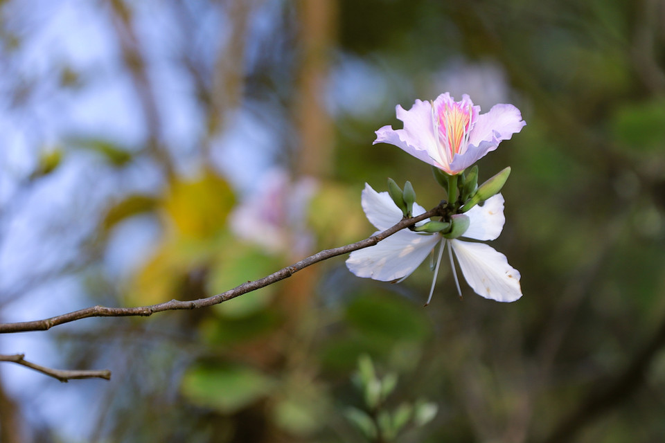Về sự tích hoa ban, đồng bào Thái có câu chuyện cảm động rằng: ‘Để tỏ lòng thương tiếc Chương Han - người anh hùng dân tộc dám chống lại các vua chúa và cả các thánh thần - nhân dân buộc những mảnh khǎn tang lên các cành cây.’ (Ảnh: Hoài Nam/Vietnam+)