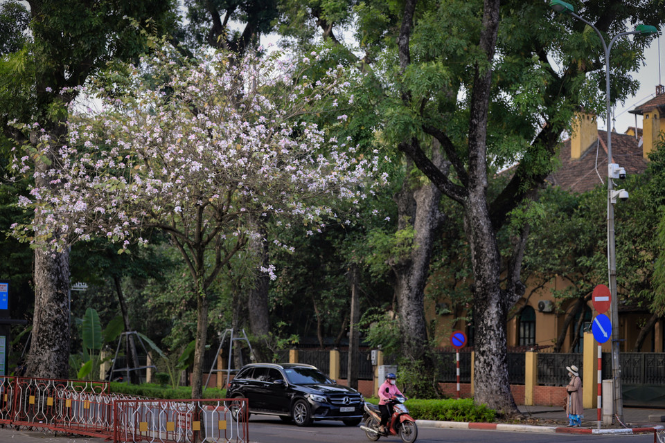 Hoa ban là ‘đặc sản’ của Tây Bắc nhưng đã xuất hiện ở Hà Nội từ những năm 1960. Và vì thế, người Hà Nội đã coi loài hoa này là một phần không thể thiếu ở Thủ đô. (Ảnh: Hoài Nam/Vietnam+)
