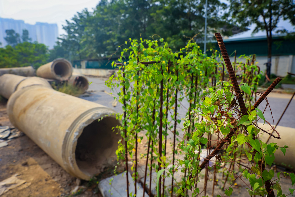 Cỏ cây mọc um tùm, leo kín trên những thanh sắt đã hoen gỉ. (Ảnh: Hoài Nam/Vietnam+)