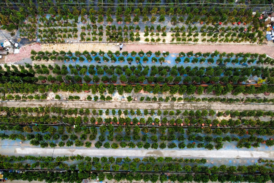 Làng Tứ Liên (Tây Hồ, Hà Nội) từ lâu nức tiếng gần xa với nghề trồng quất cảnh. Ngày trước chủ yếu người dân trồng quất đất nhưng do thị trường thay đổi, người dân chuyển dần sang trồng kết hợp quất bonsai, quất chum. (Ảnh: Hoài Nam/Vietnam+)