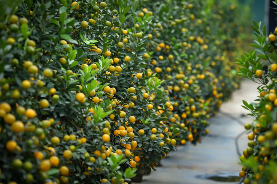 Các chủ vườn ở đây cho biết so với các năm trước, từ tháng 6/2023 quất đã khá to nhưng năm nay thì không bằng, giá thành cũng không có nhiều biến động. (Ảnh: Hoài Nam/Vietnam+)