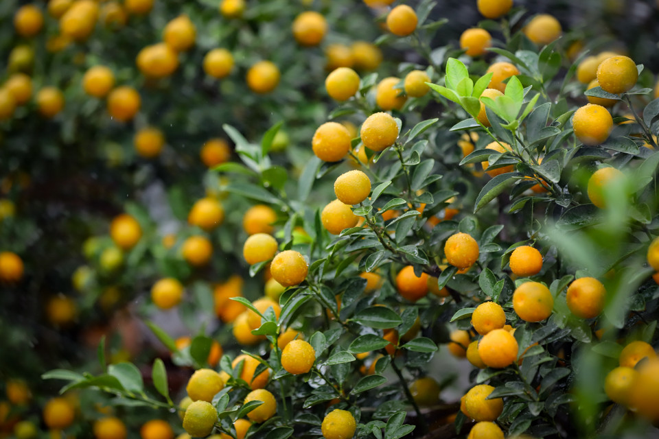 Thời tiết thuận lợi như hiện tại là điều kiện lý tưởng để quất có được quả đều, mã đẹp, căng, sáng. (Ảnh: Hoài Nam/Vietnam+)