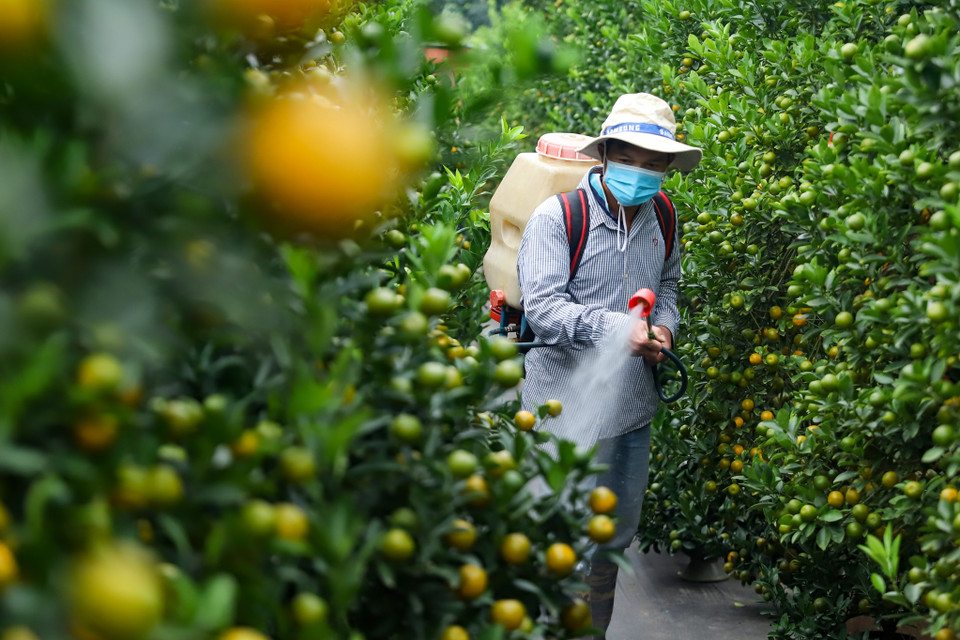Để cung cấp được một cây quất cảnh cho thị trường Tết Nguyên đán 2024, những nhà vườn đã phải dày công chăm sóc suốt cả năm, chăm chút tỉ mỉ cho đến ngày thu hoạch. (Ảnh: Hoài Nam/Vietnam+)