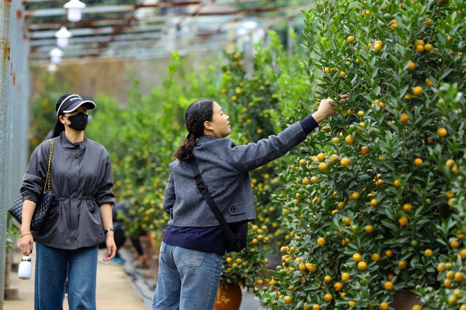Nhiều người đã đi mua sắm sớm để chọn được những cây đẹp. (Ảnh: Hoài Nam/Vietnam+)