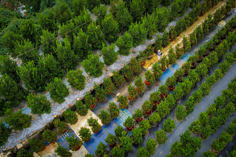 Những ngày Tết cận kề, người dân làng Tứ Liên đang tất bật chuẩn bị đưa quất cảnh cung ứng ra ngoài thị trường phục vụ nhu cầu người dân chơi Tết Nguyên đán 2024. (Ảnh: Hoài Nam/Vietnam+)