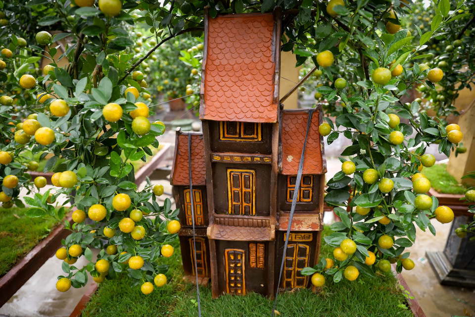 Tại đây, quất có nhiều loại to nhỏ với dáng khác nhau, đa dạng mẫu mã và giá cả. (Ảnh: Hoài Nam/Vietnam+)