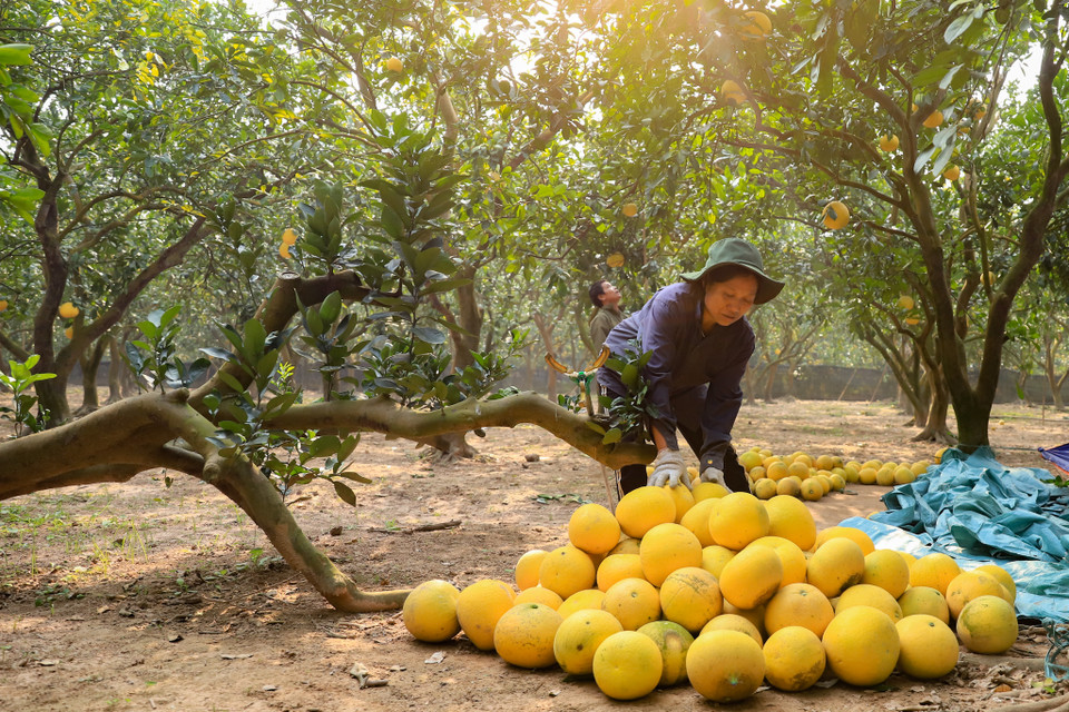 Bưởi Diễn không cần tưới nhiều nước, càng về gần Tết nếu thời tiết càng khô hanh sẽ cho thu hoạch những trái bưởi ngọt hơn. (Ảnh: Hoài Nam/Vietnam+)