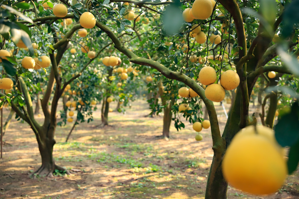 Bưởi Diễn là giống bưởi nổi tiếng thuộc làng Diễn trước đây, nay thuộc phường Phú Diễn, quận Bắc Từ Liêm. Bưởi Diễn thường có kích thước nhỏ, vỏ vàng óng, hạt nhỏ, tôm ngọt đậm đà được nhiều người ưa chuộng. (Ảnh: Hoài Nam/Vietnam+)