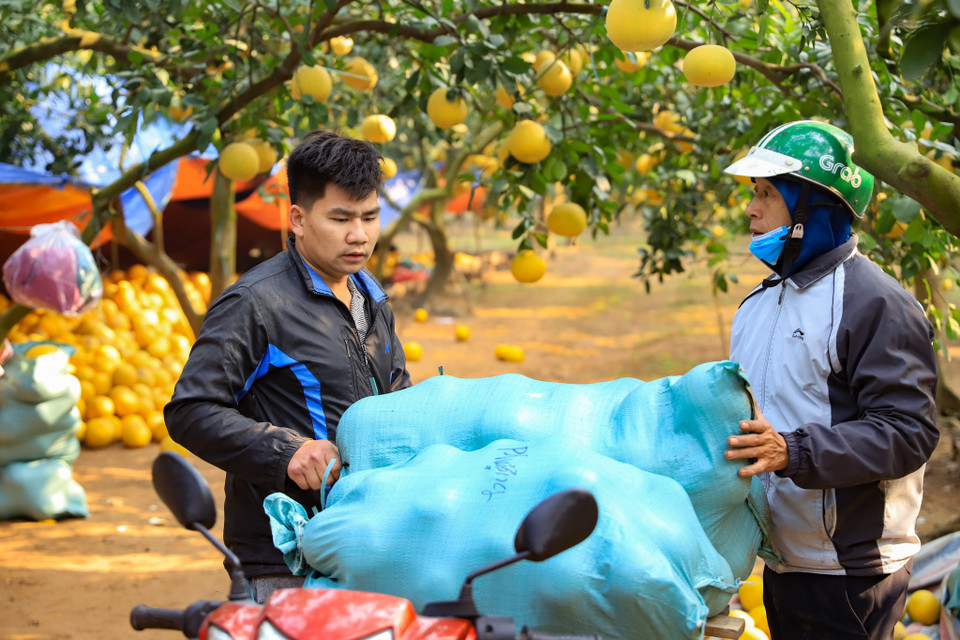 Ngoài những lái buôn mang xe đến chở hàng, các nhà vườn còn hỗ trợ chở hàng ra bến xe để gửi cho các đơn hàng Tết ở xa. (Ảnh: Hoài Nam/Vietnam+)