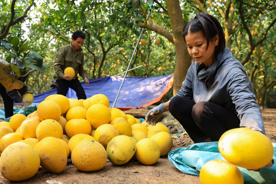 Những người thợ hái và phân loại bưởi tại vườn cho biết hiện tại đang vào thời gian cao điểm của những đơn hàng Tết. Ngày cao điểm có thể thu hoạch gần 1 vạn quả để giao cho khách tới lấy hàng. (Ảnh: Hoài Nam/Vietnam+)