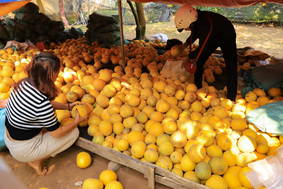 Những trái bưởi sẽ cho vị đậm đà nhất từ 1-2 tuần sau khi hái xuống. Tùy vào từng loại và tùy thuộc bán buôn hay bán lẻ, giá bán tại vườn dao động từ 30 - 70 ngàn đồng/quả. (Ảnh: Hoài Nam/Vietnam+)