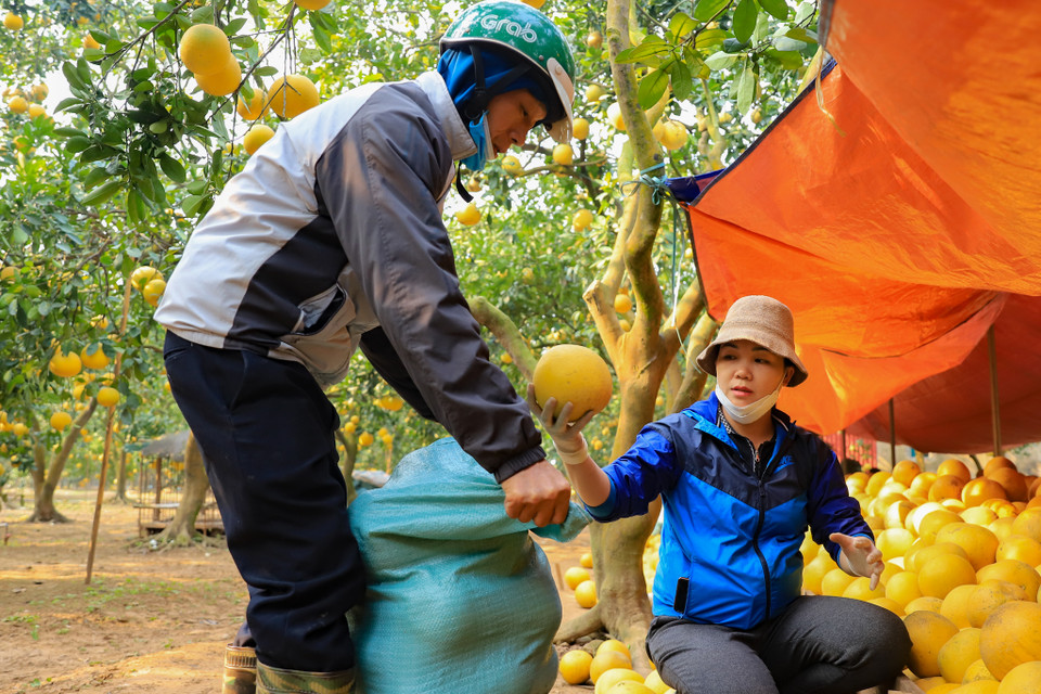 Hằng năm cứ đến độ cuối tháng 11 âm lịch, các vườn bưởi nức tiếng tại đất Phú Diễn (Bắc Từ Liêm, Hà Nội) lại nhộn nhịp vào vụ thu hoạch cung ứng những đơn hàng Tết. (Ảnh: Hoài Nam/Vietnam+)