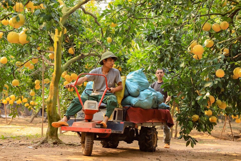 Chị Thu chủ vườn chia sẻ: ‘Năm nay sản lượng cao hơn và quả cũng đẹp mã hơn so với năm trước, các tiểu thương đã đến vườn xem và đặt hàng Tết từ tháng trước.’ (Ảnh: Hoài Nam/Vietnam+)