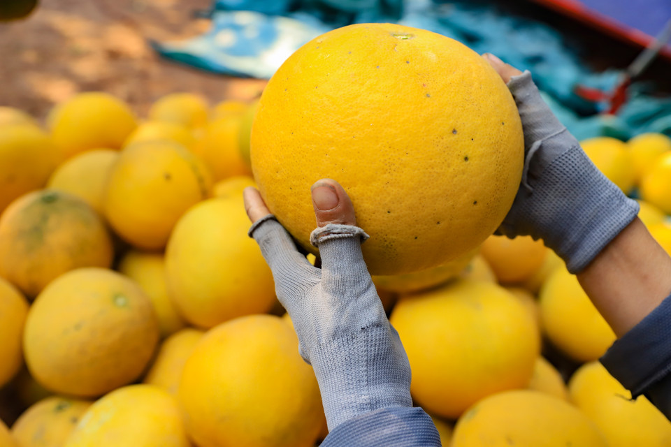 Những người trồng bưởi tại đây cho biết thêm. Chỉ khoảng hơn một tuần nữa là các vườn sẽ thu hoạch hết để giao cho thương lái. (Ảnh: Hoài Nam/Vietnam+)