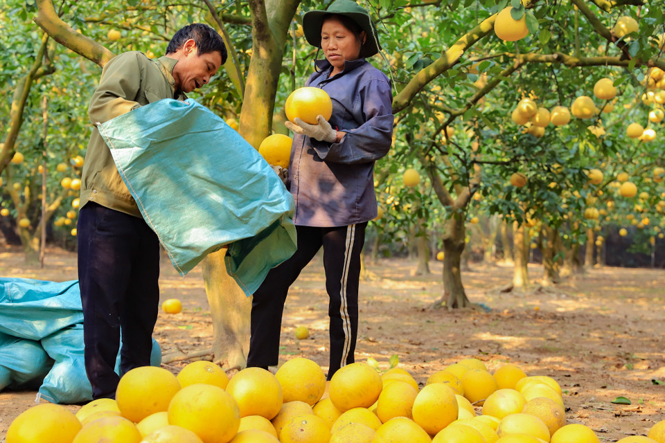 Tại vườn bưởi Thu Dũng, có khoảng 2000 gốc cho thu hoạch trung bình mỗi cây hơn 100 quả. Tính từ đầu vụ thu hoạch đến nay, vườn đã cung cấp hơn 1 vạn quả cho các thương lái từ khắp nơi. (Ảnh: Hoài Nam/Vietnam+)