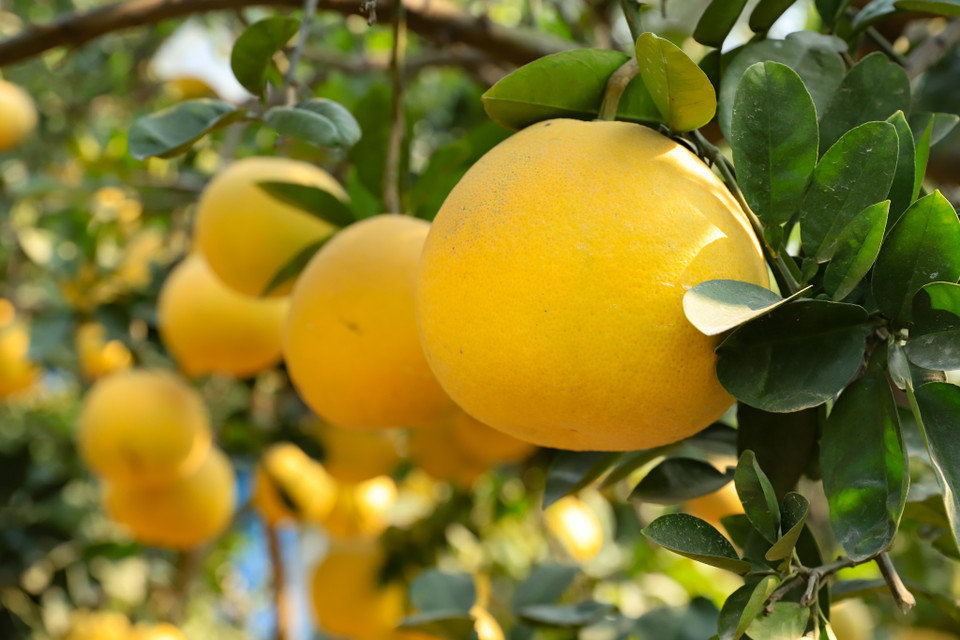 Theo kinh nghiệm của những người trồng bưởi lâu năm tại đây cho biết, những cây càng lâu năm cho ra những trái càng thơm và ngon. (Ảnh: Hoài Nam/Vietnam+)