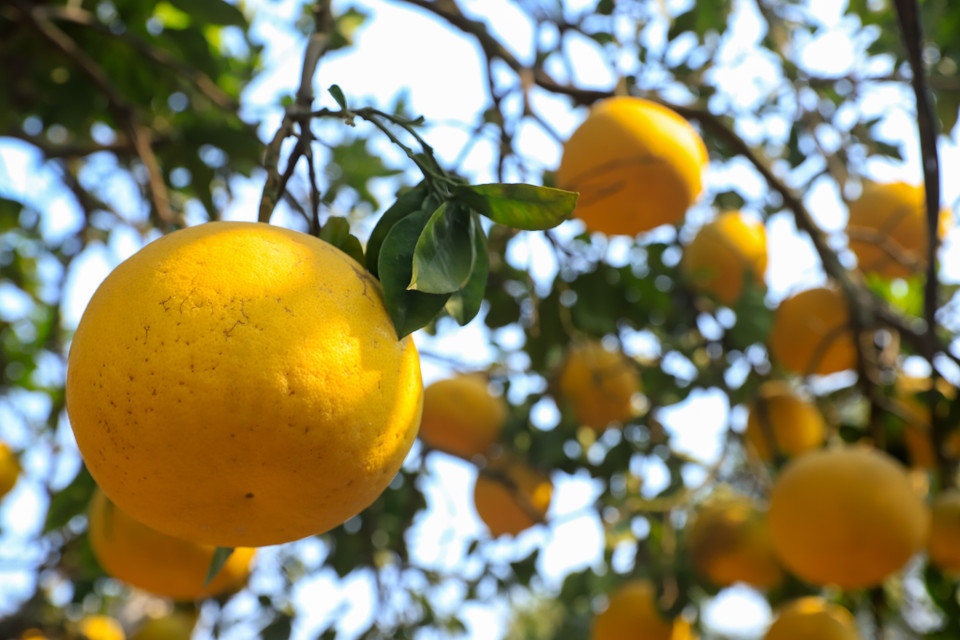 Mặc dù bưởi Diễn ngày nay đã được nhân giống và trồng ở nhiều nơi nhưng chỉ những cây trồng trên đất Diễn là cho quả ngon, thơm đặc trưng và đẹp nhất. (Ảnh: Hoài Nam/Vietnam+)