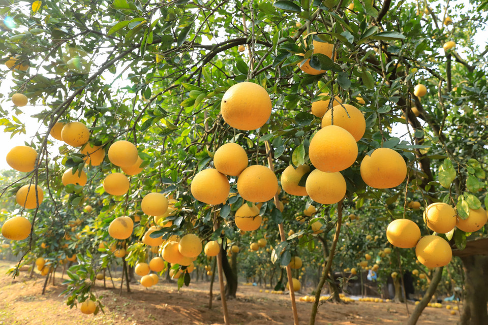 Bưởi là một trong 5 loại quả trong mâm ngũ quả ngày Tết của người miền Bắc, lại có thể để lâu ngày nên giá bưởi Diễn có thể đắt hơn nhiều loại bưởi khác nhưng vẫn được người sành sỏi tìm mua. (Ảnh: Hoài Nam/Vietnam+)