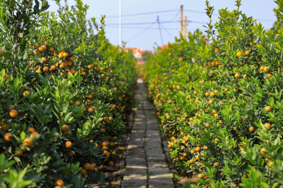 Nhiều nông dân Văn Giang trông chờ vào vụ quất cuối năm để xác định một năm làm ăn thắng hay bại. (Ảnh: Hoài Nam/Vietnam+)