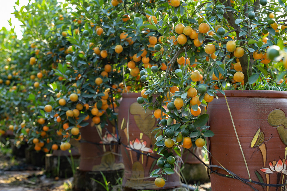 Nhiều hộ nông dân cho biết năm nay lượng cây nhiều hơn năm ngoái, giá bán cao hơn cũng như sức tiêu thụ cũng nhanh hơn nhiều so với Tết năm 2022. (Ảnh: Hoài Nam/Vietnam+)