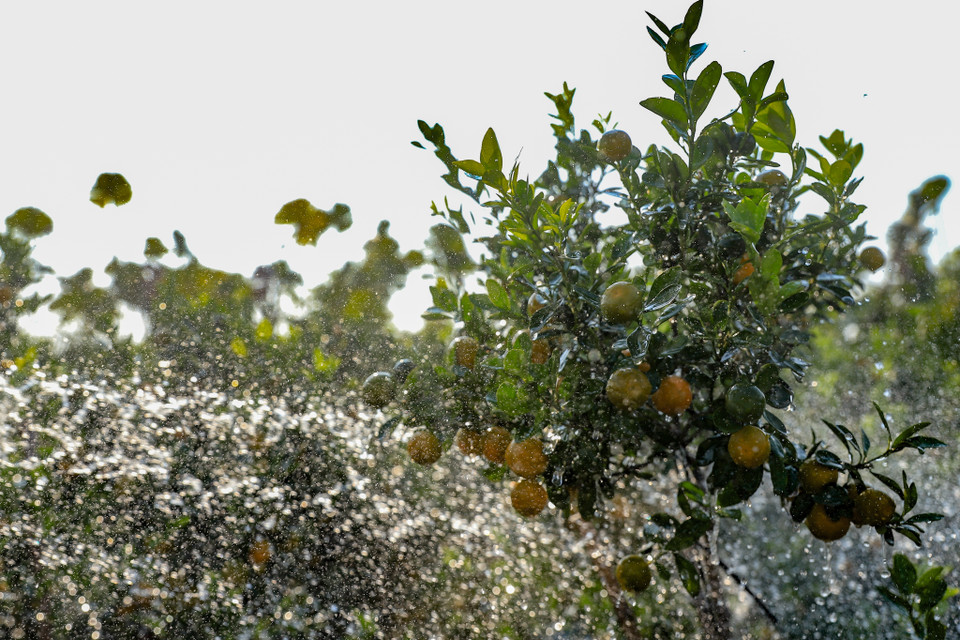 Với mùa khô hanh này các vườn phải đều đặn tưới nước để đảm bảo độ ẩm cho cây. Thời gian này, thời tiết ấm hoặc nhiệt độ giảm sâu không còn ảnh hưởng tới chất lượng hoa và quả. (Ảnh: Hoài Nam/Vietnam+)