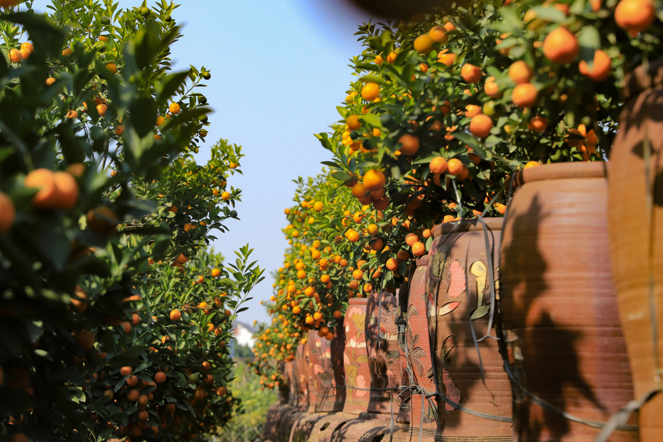 Cô Chuyên tâm sự: ‘Nắng gió của mùa Hè có thể gây rụng hết hoa và quả dẫn đến mất mùa. Hằng năm chúng tôi đều đánh một canh bạc với ông Trời nhưng năm nay đã thắng lớn.’ (Ảnh: Hoài Nam/Vietnam+)