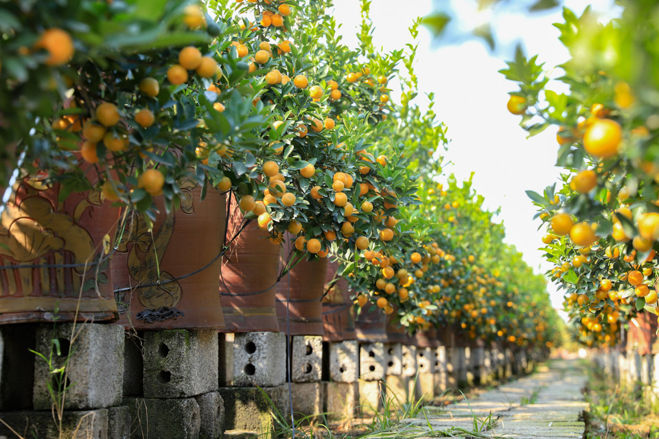 Văn Giang (Hưng Yên) được biết đến là vựa hoa, cây cảnh lớn của miền Bắc. Đặc biệt, vào dịp cuối năm, người dân muôn nơi lại tới đây để tận mắt ngắm cũng như sắm cho mình những chậu quất cảnh chơi Tết. (Ảnh: Hoài Nam/Vietnam+)