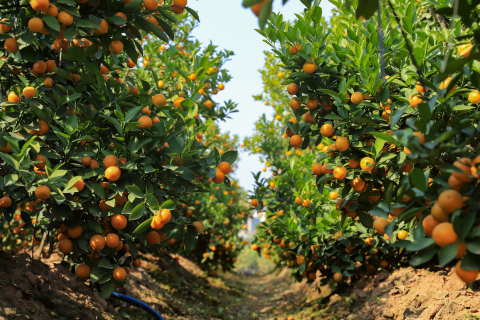 Từ những cây quất trồng trong chum đến những cây quất thế có mức giá mỗi cây từ vài trăm nghìn tới vài triệu đồng, đa dạng mức giá cho người mua lựa chọn về kiểu dáng và giá cả. (Ảnh: Hoài Nam/Vietnam+)