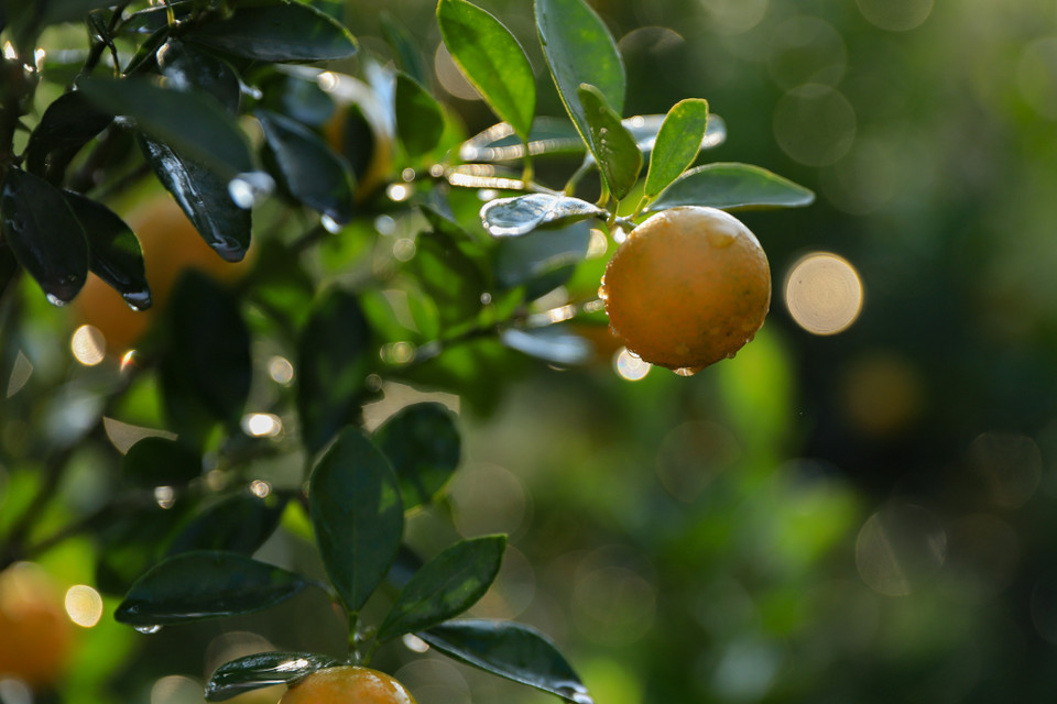 Quất cảnh Văn Giang có đặc điểm cây khỏe, lá đẹp. Do nằm ở vùng bồi đắp của sông Hồng nên cây quất trồng ở Văn Giang rất đẹp mã, quả to, bóng. (Ảnh: Hoài Nam/Vietnam+)