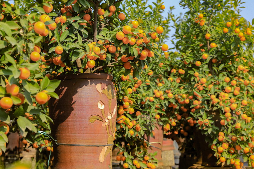‘Bằng giờ năm ngoái chúng tôi chưa bán được mấy nhưng năm nay hầu hết các vườn ở đây đã bán trên 80%,’ cô Chuyên, một chủ vườn quất tại Liên Nghĩa, Văn Giang chia sẻ. (Ảnh: Hoài Nam/Vietnam+)