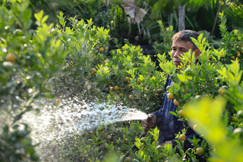 Văn Giang là nơi cung cấp quất cảnh từ loại bình dân đến ‘sang chảnh’. Trên cánh đồng bạt ngàn quất cảnh thì những cây quất tầm trung được trồng nhiều hơn cả. (Ảnh: Hoài Nam/Vietnam+)