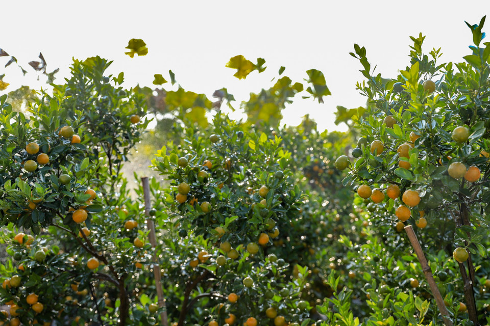 Các vườn đã có các thương lái từ các tỉnh như Hà Nam, Nam Định, Hải Dương, Thanh Hóa,… đến xem ‘đặt gạch’ trước để nhập hàng bán Tết. (Ảnh: Hoài Nam/Vietnam+)