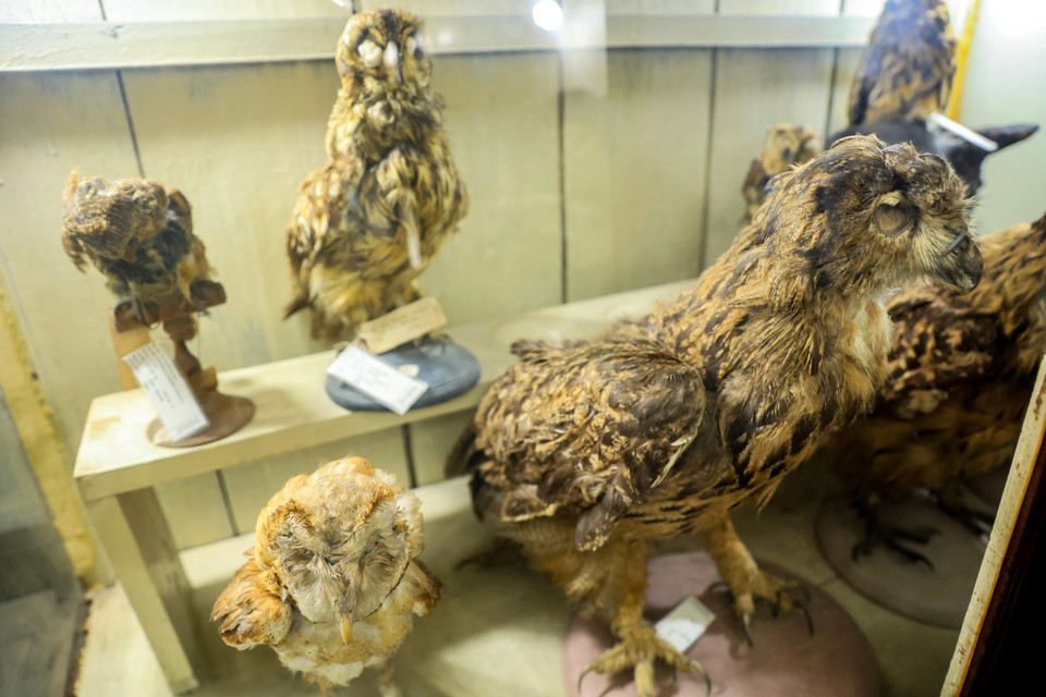 Con số này chiếm 45% (381/848) tổng số loài chim hiện có ở Việt Nam, thuộc 18 bộ, 68 họ. (Ảnh: Hoài Nam/Vietnam+)