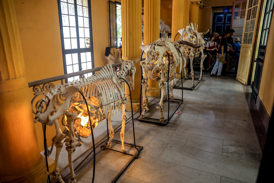 Bảo tàng Sinh học lưu trữ, bảo tồn hàng trăm nghìn vật mẫu động vật, thực vật của Việt Nam sưu tầm từ cuối thế kỷ XIX đến nay. (Ảnh: Hoài Nam/Vietnam+)