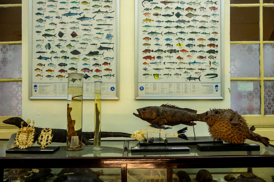 Bộ sưu tập mẫu cá tại bảo tàng với tổng cộng 6.207 mẫu là một trong những kho tàng sinh vật độc đáo nhất, bao gồm cả các loài cá quý hiếm đã được định loại, và những mẫu mới cho khoa học do các giáo sư Việt Nam công bố. (Ảnh: Hoài Nam/Vietnam+)