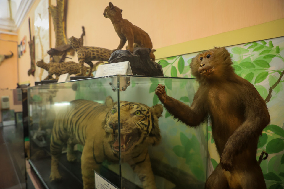Bảo tàng lưu giữ nhiều mẫu vật quý hiếm, một số mẫu vật chỉ có ở Bảo tàng sinh học, mà chưa có trong bộ sưu tập của các bảo tàng khác ở Việt Nam. (Ảnh: Hoài Nam/Vietnam+)