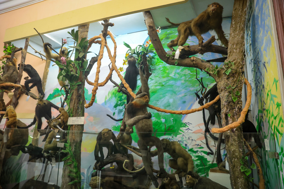 Bảo tàng Sinh học có 2.507 mẫu vật thú, của 136 loài và phân loài thuộc 70 chi, 26 họ, 10 bộ. So với tổng số loài thú hiện có ở Việt Nam, bộ sưu tập mẫu vật thú ở Bảo tàng Sinh học của Đại học Quốc gia Hà Nội chiếm 45,3% về số loài (136/300). (Ảnh: Hoài Nam/Vietnam+)