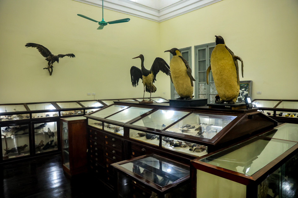 Bảo tàng có 2.674 mẫu chim, của 381 loài. (Ảnh: Hoài Nam/Vietnam+)