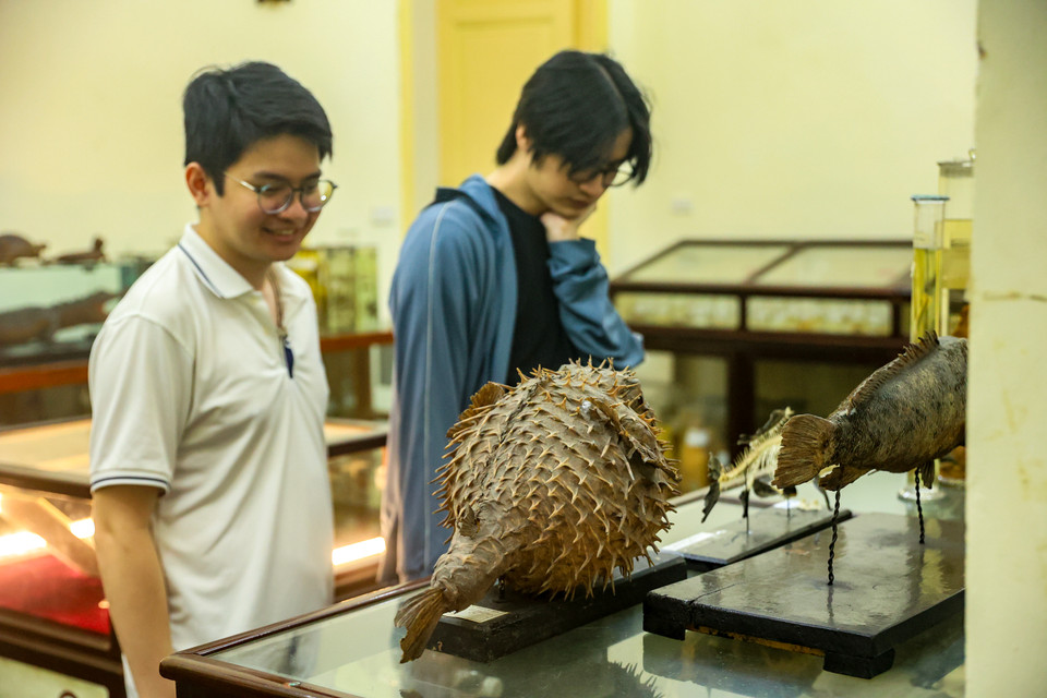 Trong khuôn khổ Lễ hội Thiết kế Sáng tạo Hà Nội 2024, lần đầu tiên Bảo tàng Sinh học mở cửa đón công chúng và du khách tham quan từ ngày 9-17/11 tại 19 Lê Thánh Tông, Hoàn Kiếm, Hà Nội (tầng 2 của Trường Đại học Khoa học Tự nhiên - Đại học Quốc gia Hà Nội). (Ảnh: Hoài Nam/Vietnam+)