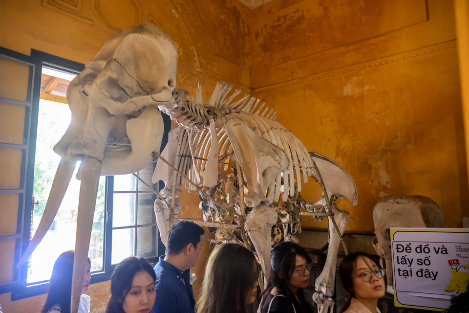 Mẫu xương của voi châu Á lớn được bảo quản nguyên vẹn và trưng bày tại ngay lối đi vào của bảo tàng. (Ảnh: Hoài Nam/Vietnam+)