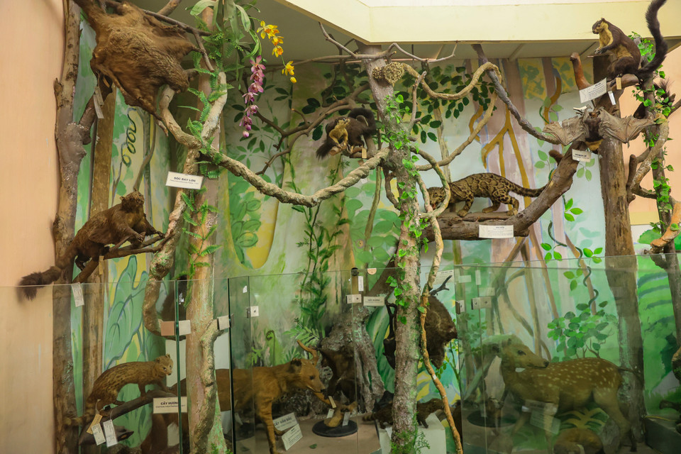 Bảo tàng Sinh học từ trước đến nay đã cung cấp vật mẫu cũng như đối chiếu vật mẫu cho hầu hết nghiên cứu về lĩnh vực khoa học sự sống, đặc biệt là các nghiên cứu về Hệ thống học và phân loại học, Tài nguyên và đa dạng sinh học. (Ảnh: Hoài Nam/Vietnam+)