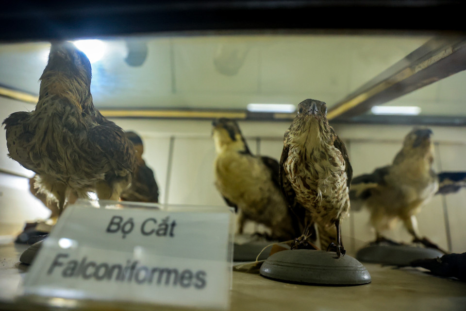 Bảo tàng lưu giữ hơn 28.000 tiêu bản thực vật được thu thập từ khắp các vùng miền trên cả nước, trong đó 22.991 tiêu bản đã được xác định khoa học, thuộc 4.287 loài, 1.300 chi và 235 họ. (Ảnh: Hoài Nam/Vietnam+)