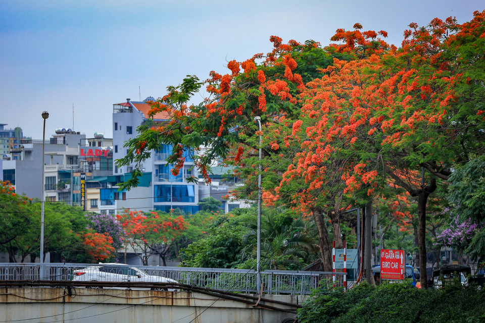 Nếu như bằng lăng mang đến sắc tím lãng mạn cho phố phường Hà Nội, hoa phượng lại "thắp lửa" rạng rỡ bằng những chùm hoa đỏ rực dưới nắng Hè. (Ảnh: Hoài Nam/Vietnam+)