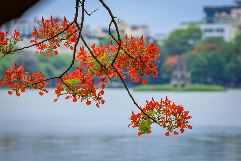 Sắc hoa phượng trên Hồ Hoàn Kiếm. (Ảnh: Hoài Nam/Vietnam+)