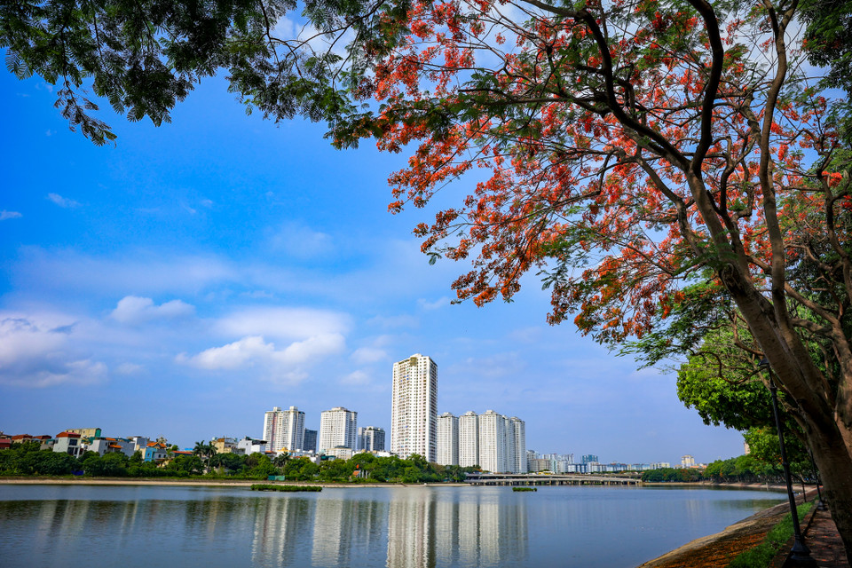 Hoa phượng thắp những “chùm lửa” lên bầu trời xanh ngắt bên bờ hồ Linh Đàm. (Ảnh: Hoài Nam/Vietnam+)