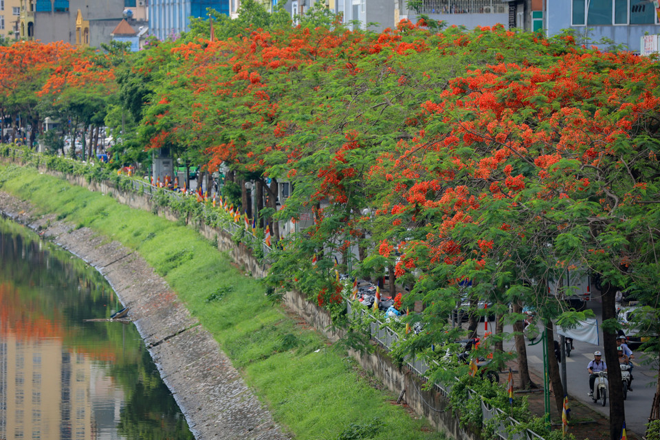 Rời cửa ngõ phía Nam Thủ đô, dọc theo bờ sông Tô Lịch, dãy phượng bên bờ đang đua nhau cống hiến cho đời những chùm hoa rực rỡ nhất. (Ảnh: Hoài Nam/Vietnam+)