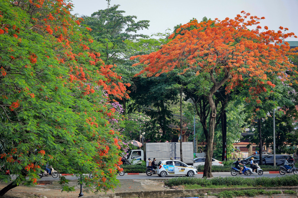 Hòa quyện trong ánh nắng vàng tươi mùa hạ, hoa phượng đang "thắp lửa" bầu trời, tô điểm nét rạng rỡ cho phố phường Thủ đô xinh đẹp. (Ảnh: Hoài Nam/Vietnam+)