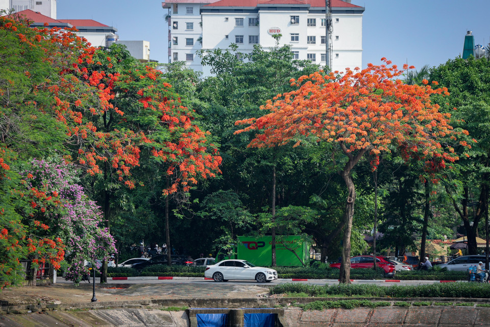 Những ngày Tháng 5 này, đi trên một số tuyến đường ven hồ Linh Đàm, sông Tô Lịch hay Hồ Gươm ta dễ dàng bắt gặp màu đỏ rực rỡ của những cánh phượng đang bung nở. (Ảnh: Hoài Nam/Vietnam+)