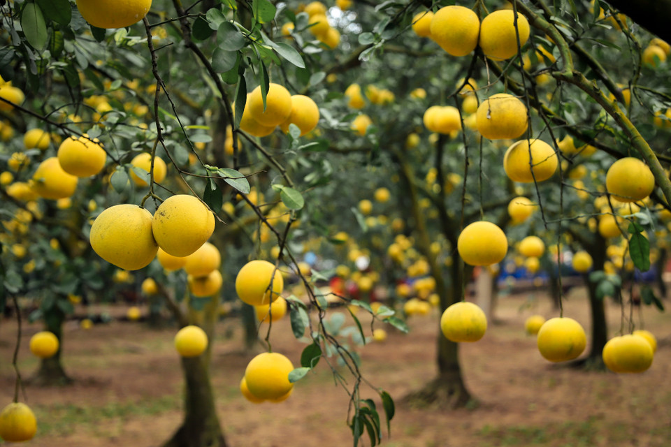 Bưởi Diễn là giống bưởi nổi tiếng thuộc làng Diễn xưa, quả thường có kích thước nhỏ, vỏ vàng óng, múi bưởi ngọt đậm đà nên được rất nhiều người ưa chuộng. (Ảnh: Hoài Nam/Vietnam+)