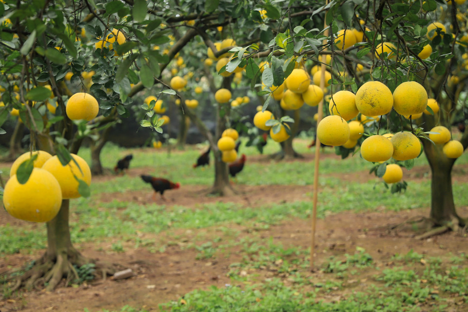Tại vườn bưởi Thu Dũng có khoảng 2.000 gốc, năm nay sản lượng ít hơn mọi năm nhưng giá cả vẫn ổn định như các năm trước. (Ảnh: Hoài Nam/Vietnam+)